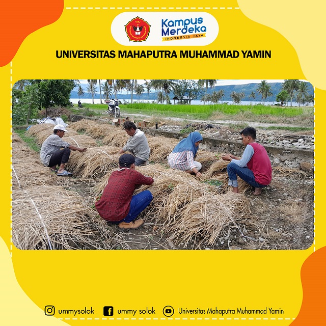 PKM Fakultas Pertanian UMMY di Nagari Paninggahan