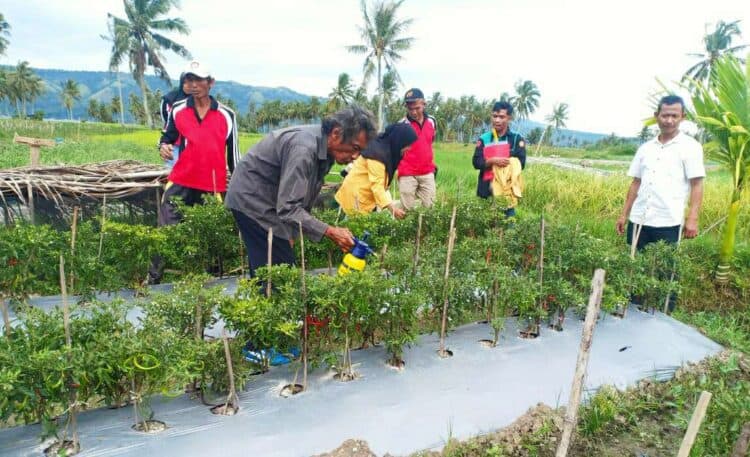 Program Kemitraan Masyarakat, Dosen Pertanian UMMY Latih Petani Paninggahan Solok Budidaya Cabai Organik