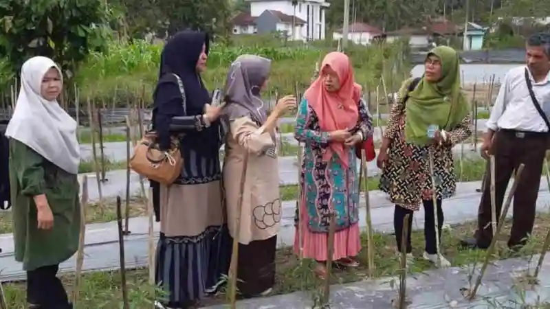 Dosen UMMY Solok Kenalkan Cabai Merah Keriting Kencana ke Petani Limapuluh Kota